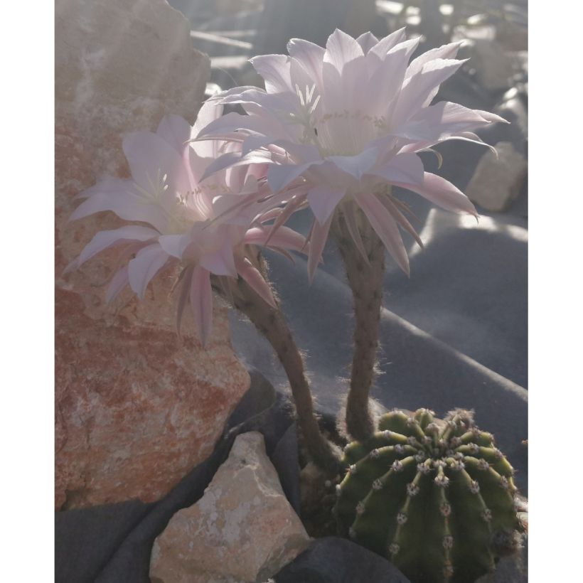 Echinopsis subdenudata - Domino cactus (Plant habit)
