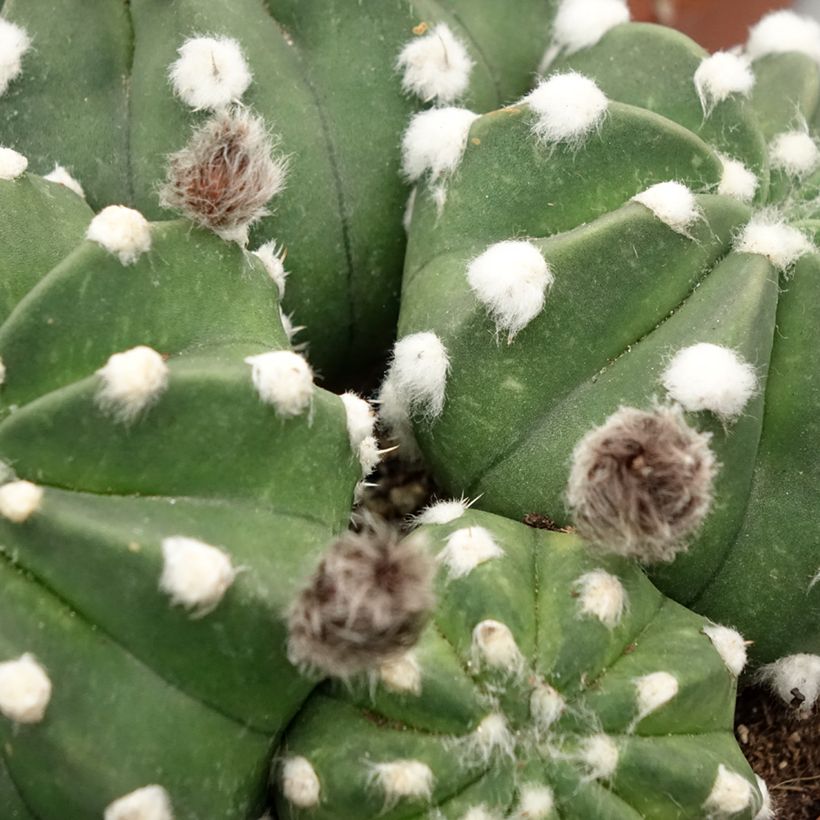 Echinopsis subdenudata - Domino cactus (Blad)