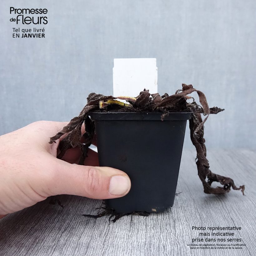 Example of Echium amoenum Red Feathers - Vipérine rouge Kweekpotje van 8/9 cm as you get in hiver