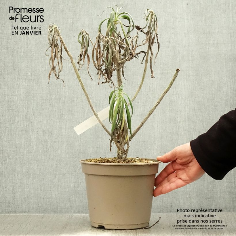 Example of Echium fastuosum (candicans) - Vipérine de Madère Pot van 3 l/4 l as you get in hiver