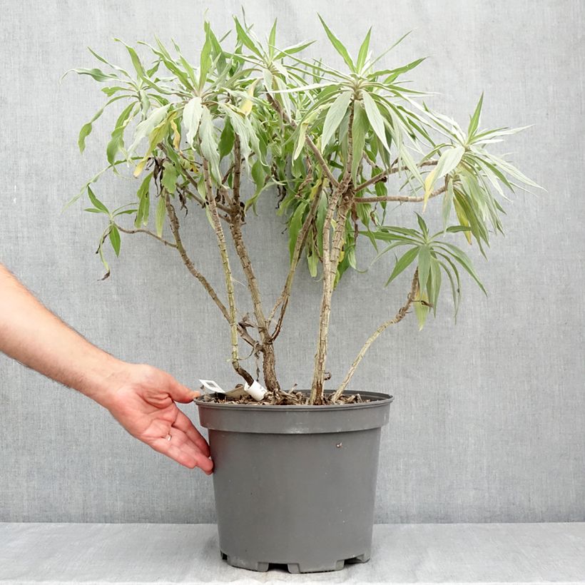 Exemplaar van Echium candicans - Trots van Madeira Pot van 7,5 l/10 l zoals geleverd in de zomer