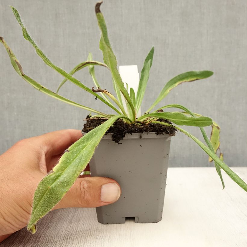 Exemplaar van Echium vulgare - Slangenkruid Kweekpotje van 8/9 cm zoals geleverd in de zomer