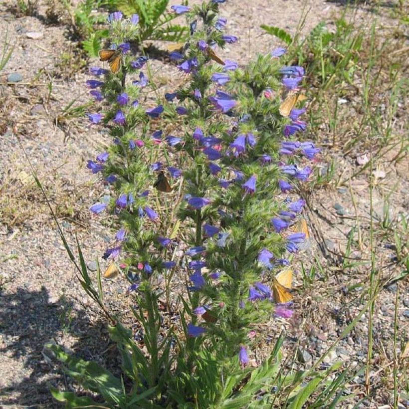 Echium vulgare - Slangenkruid (Plant habit)