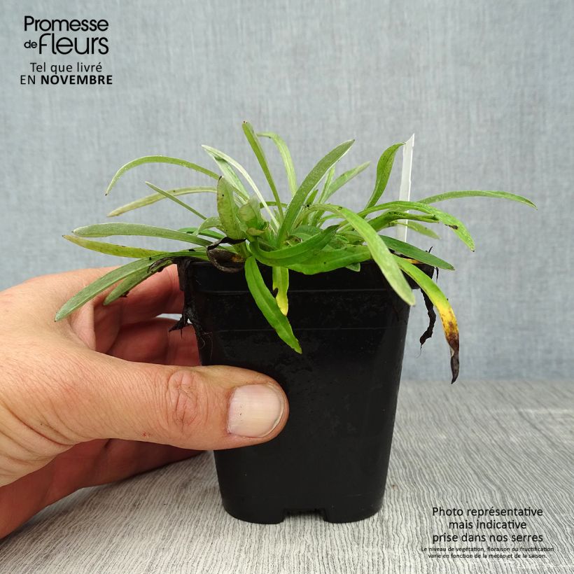 Exemplaar van Leontopodium alpinum - Edelweiss Kweekpotje van 8/9 cm zoals geleverd in de herfst