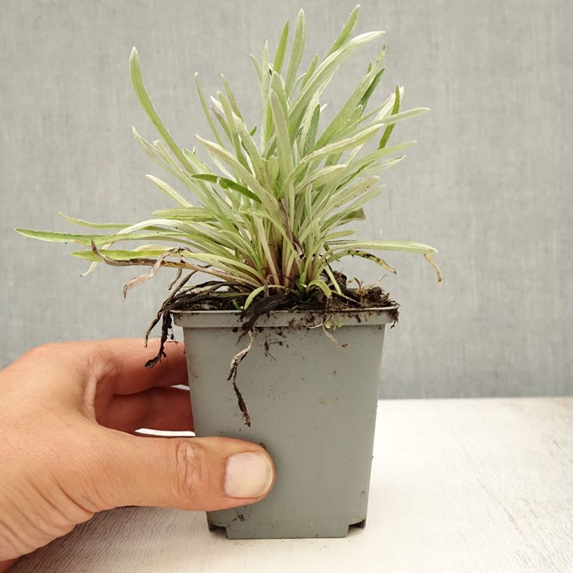 Exemplaar van Leontopodium alpinum - Edelweiss Kweekpotje van 8/9 cm zoals geleverd in de zomer