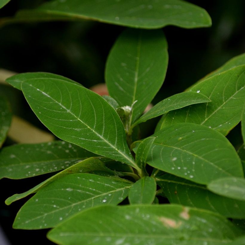Edgeworthia chrysantha Red Dragon Akebono - Papierstruik (Foliage)