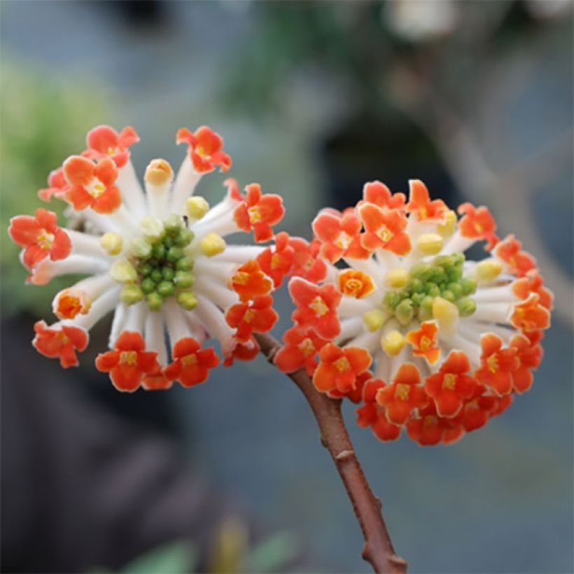 Edgeworthia chrysantha Red Dragon Akebono - Papierstruik (Flowering)