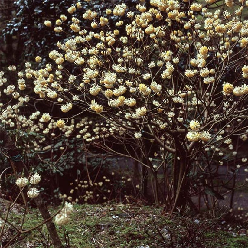 Edgeworthia chrysantha - Papierstruik (Plant habit)