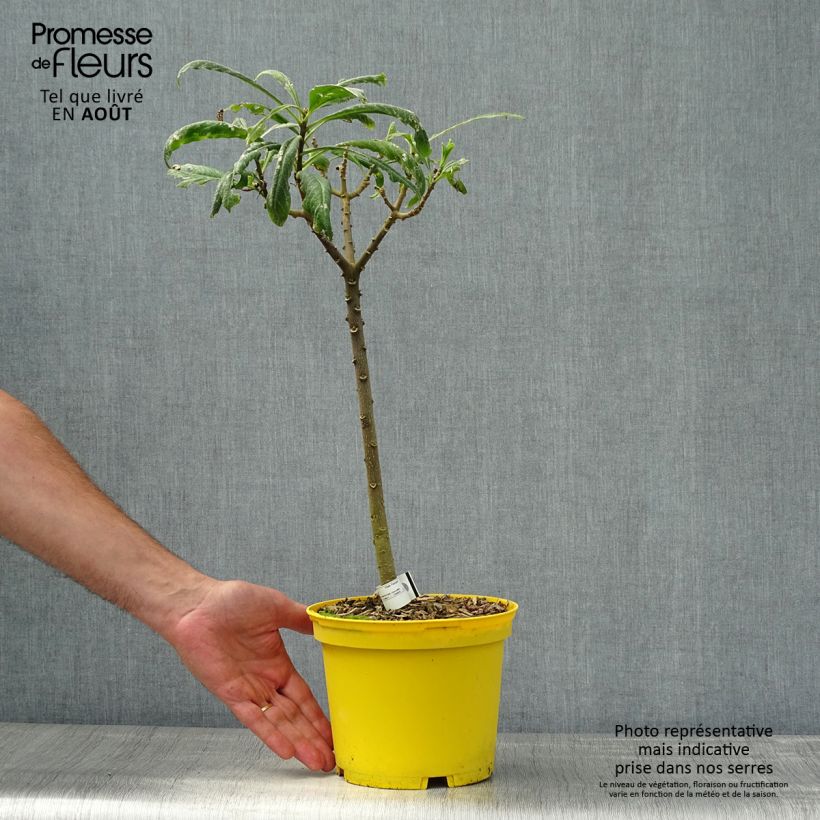 Exemplaar van Edgeworthia chrysantha Nanjing Gold - Papierstruik Pot van 2 l/3 l zoals geleverd in de zomer