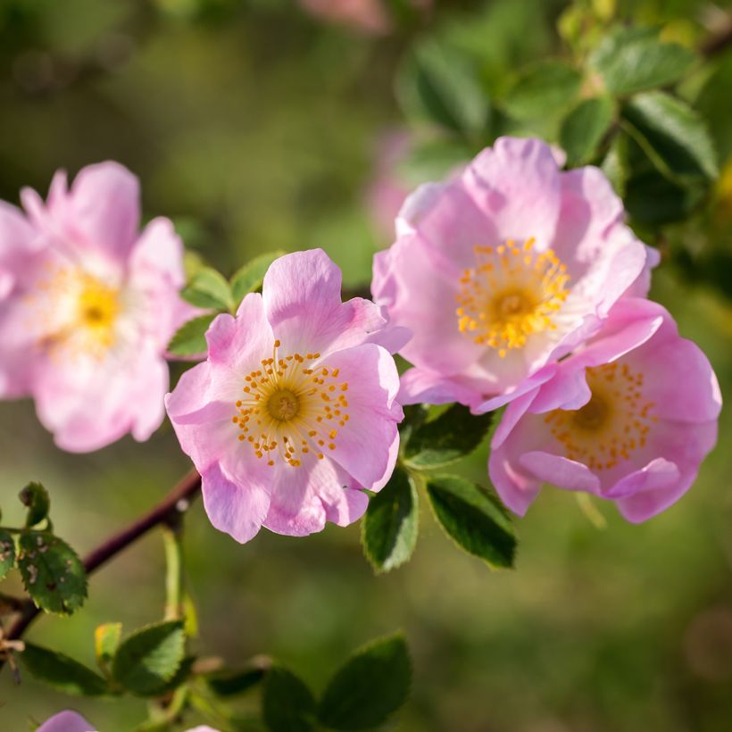 Rosa canina - hondsroos (Blad)