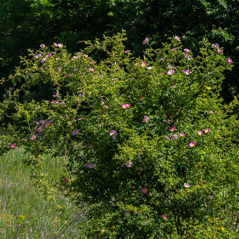 Rosa canina - hondsroos (Groeiplaats)