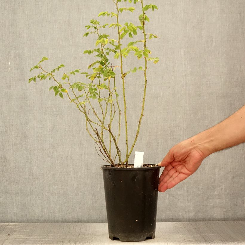 Exemplaar van Rosa rubiginosa - Egelantier Pot van 2 l/3 l zoals geleverd in de zomer