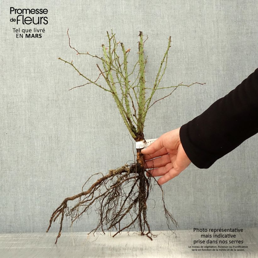 Exemplaar van Rosa rubiginosa - Egelantier Naakte wortel zoals geleverd in de lente