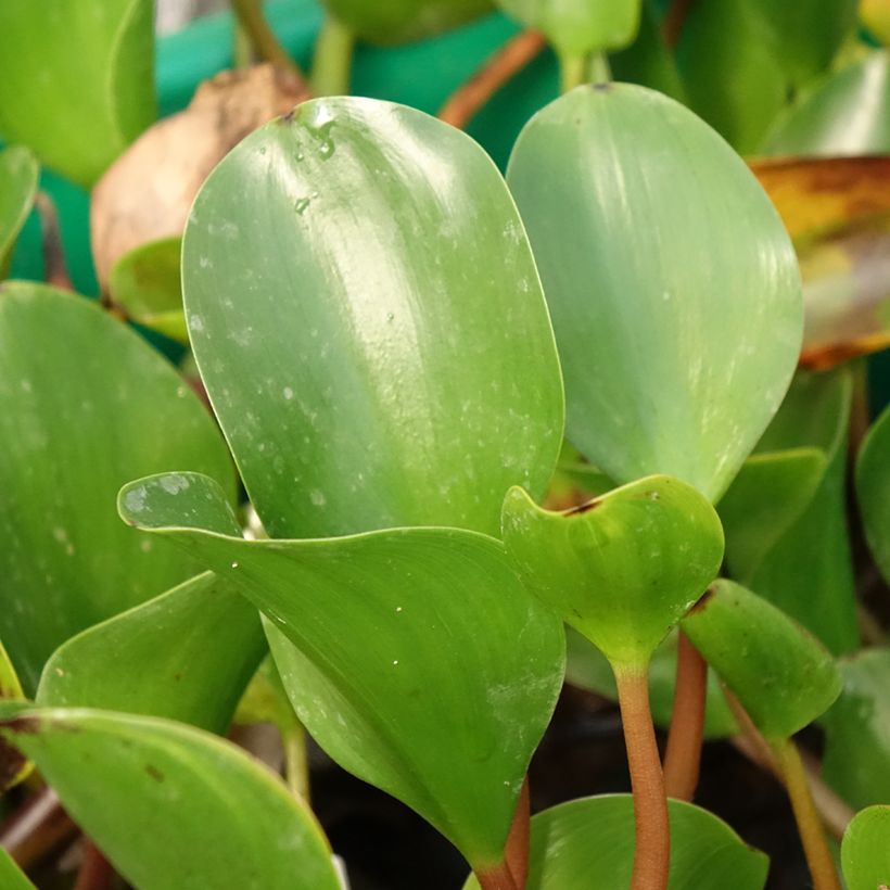 Eichhornia azurea - Waterhyacint (Blad)