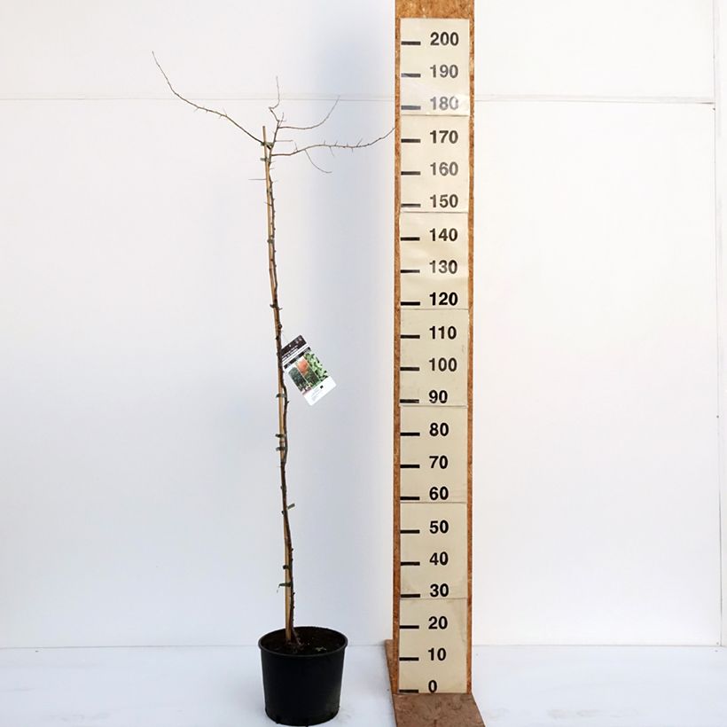 Exemplaar van Elaeagnus angustifolia - Smalbladige olijfwilg Pot van 7,5 l/10 l zoals geleverd in de winter