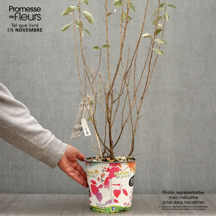 Exemplaar van Elaeagnus commutata Zempin - Smalbladige olijfwilg Pot van 4 l/5 l zoals geleverd in de herfst