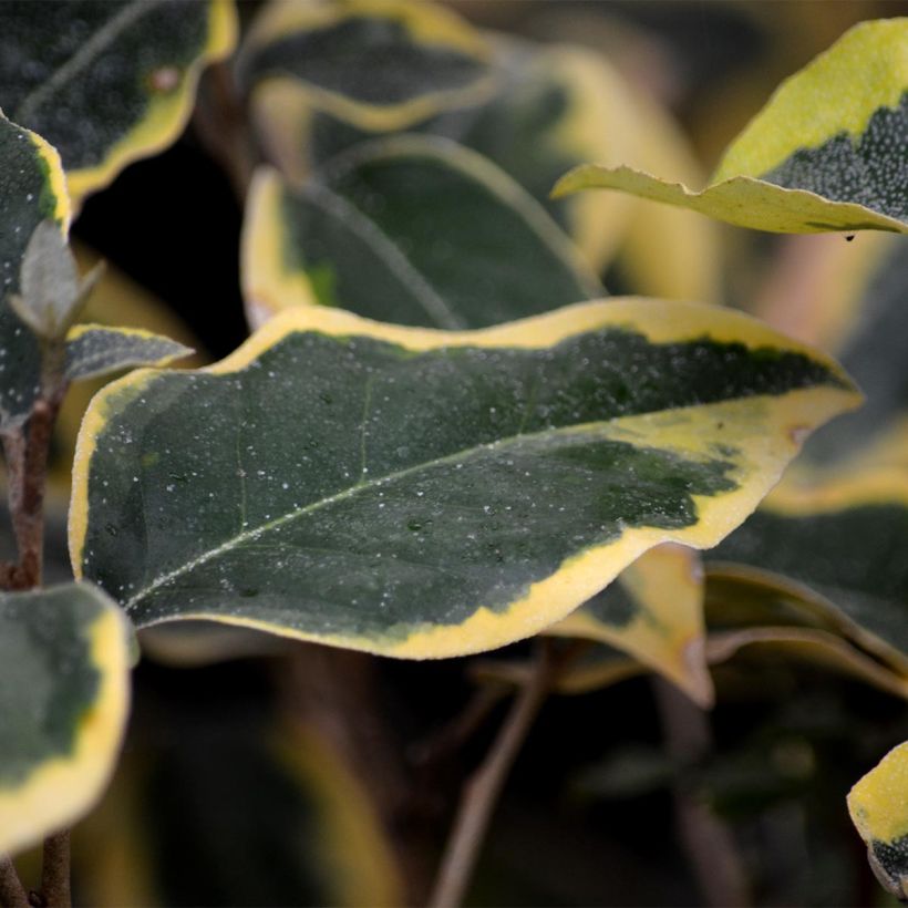 Elaeagnus ebbingei Gilt Edge - Olijfwilg (Foliage)