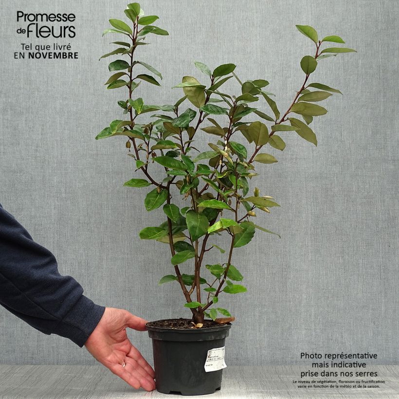 Exemplaar van Elaeagnus ebbingei - Olijfwilg Pot van 2 l/3 l zoals geleverd in de herfst