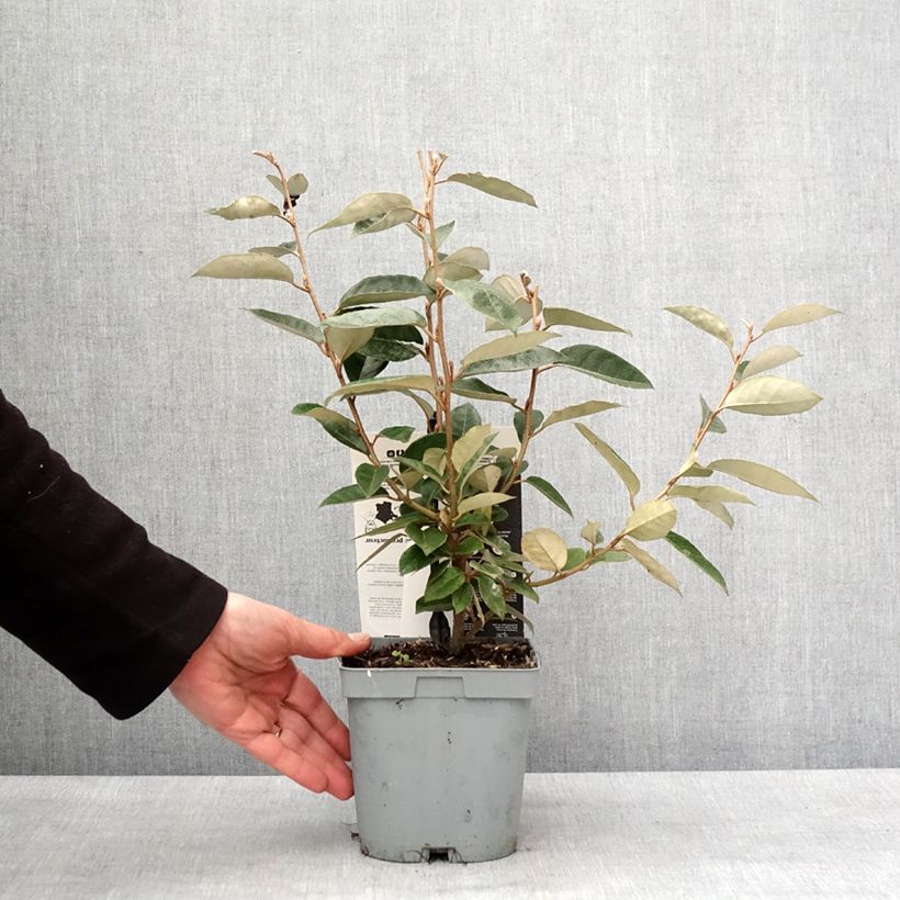 Example of Elaeagnus ebbingei - Chalef de Ebbing Pot van 2 l/3 l as you get in hiver