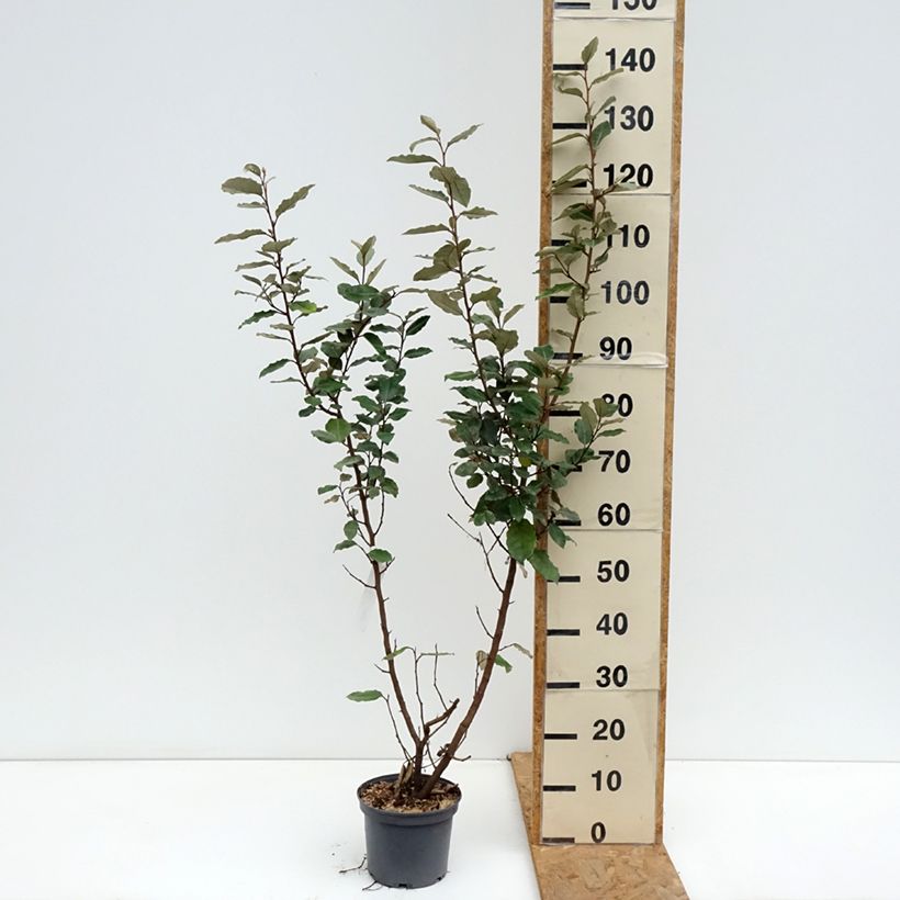 Exemplaar van Elaeagnus ebbingei Compacta - Olijfwilg Pot van 2 l/3 l zoals geleverd in de herfst