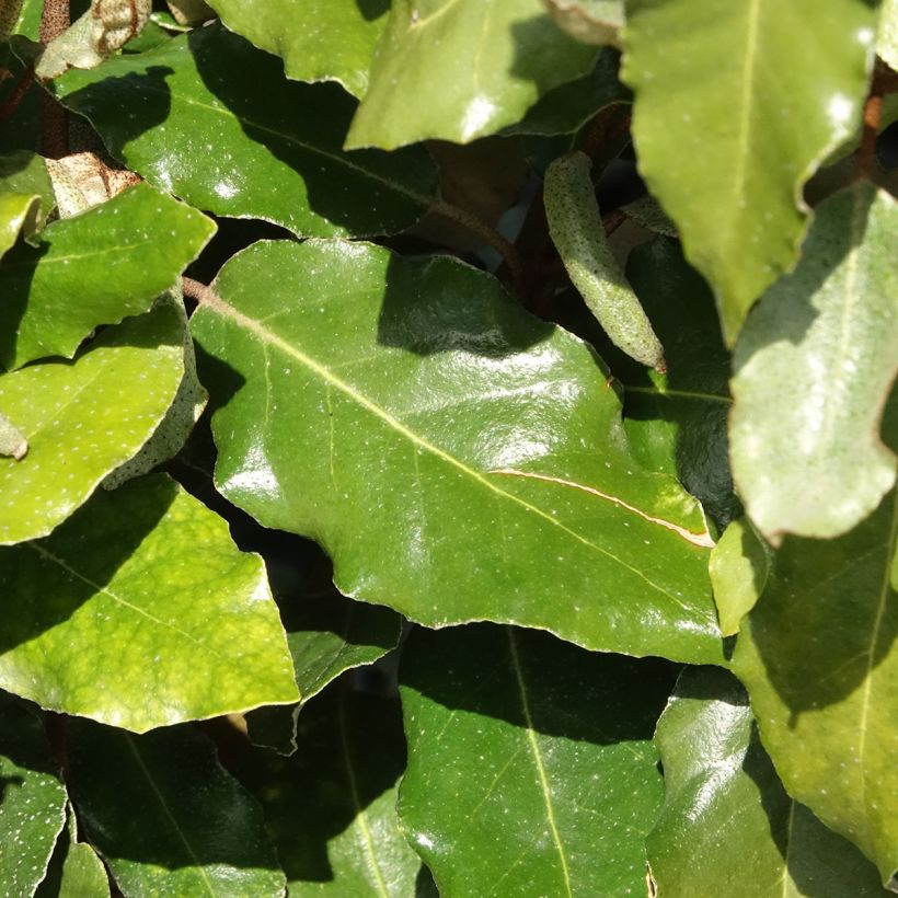 Elaeagnus ebbingei Crispy - Olijfwilg (Blad)