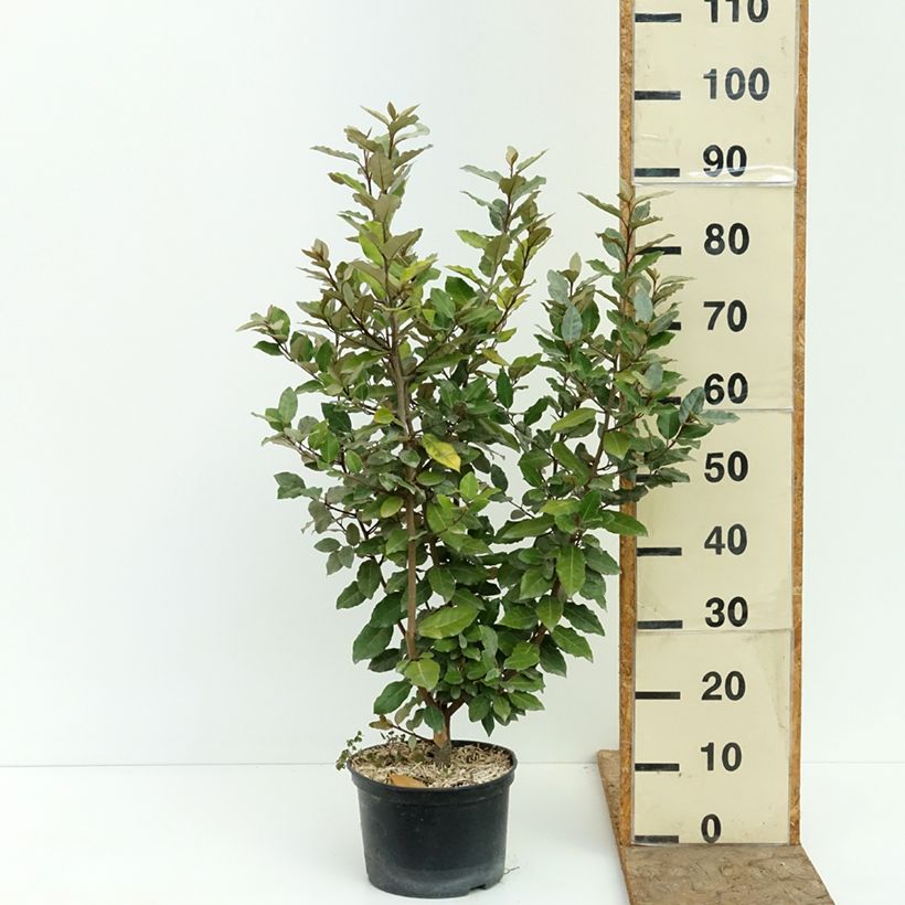 Exemplaar van Elaeagnus ebbingei Crispy - Olijfwilg Pot van 4 l/5 l zoals geleverd in de zomer