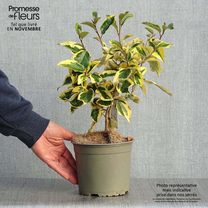 Exemplaar van Elaeagnus ebbingei Gilt Edge - Olijfwilg Pot van 2 l/3 l zoals geleverd in de herfst
