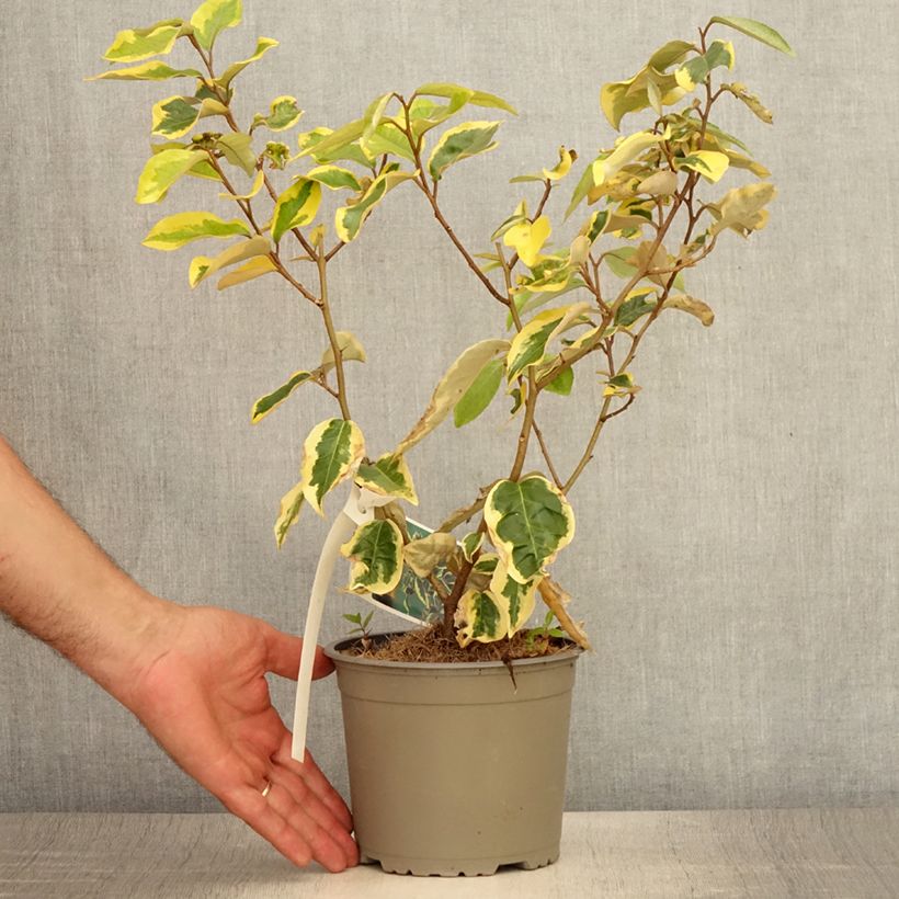 Exemplaar van Elaeagnus ebbingei Gilt Edge - Olijfwilg Pot van 2 l/3 l zoals geleverd in de zomer