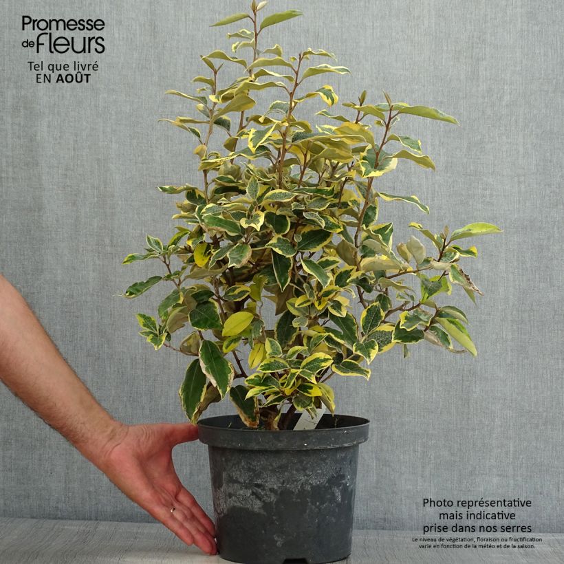 Exemplaar van Elaeagnus ebbingei Gilt Edge - Olijfwilg Pot van 3 l/4 l zoals geleverd in de zomer