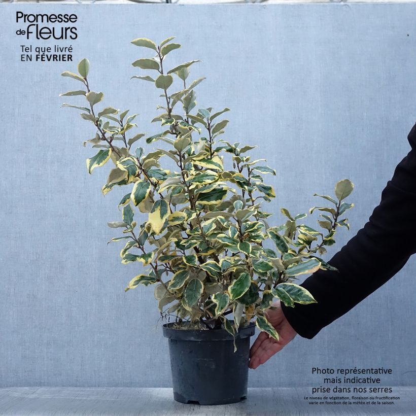 Example of Elaeagnus ebbingei Gilt Edge - Olijfwilg Pot van 3 l/4 l as you get in hiver