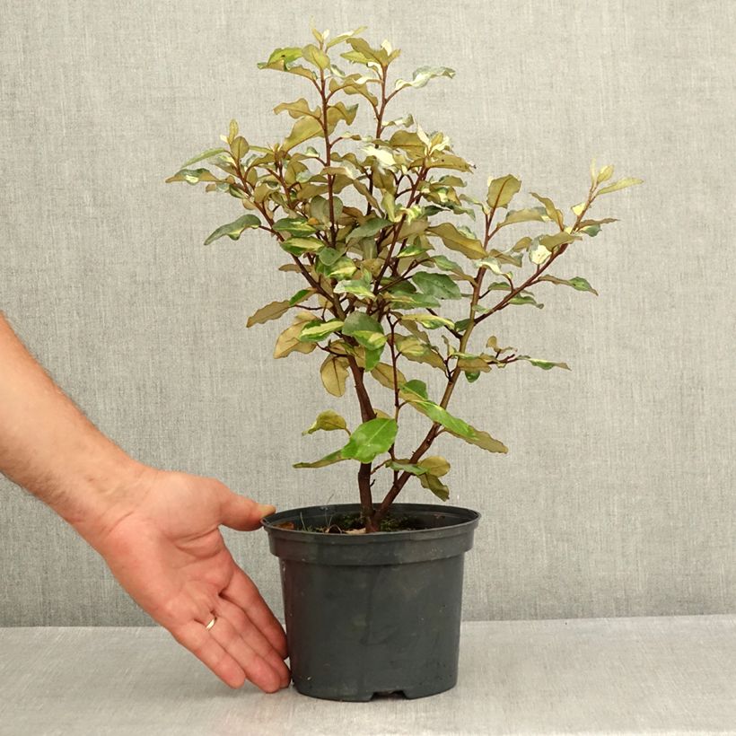 Exemplaar van Elaeagnus ebbingei Limelight - Olijfwilg Pot van 2 l/3 l zoals geleverd in de zomer