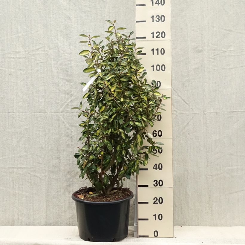 Exemplaar van Elaeagnus ebbingei Limelight - Olijfwilg Pot van 7,5 l/10 l zoals geleverd in de lente