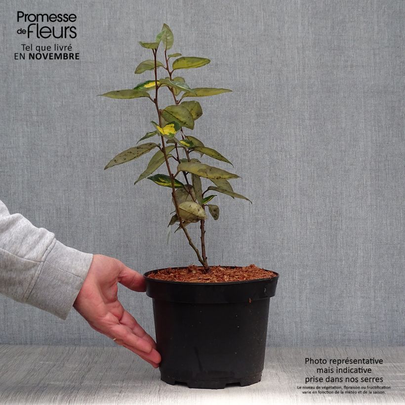 Exemplaar van Elaeagnus ebbingei Limelight - Olijfwilg Pot van 2 l/3 l zoals geleverd in de herfst