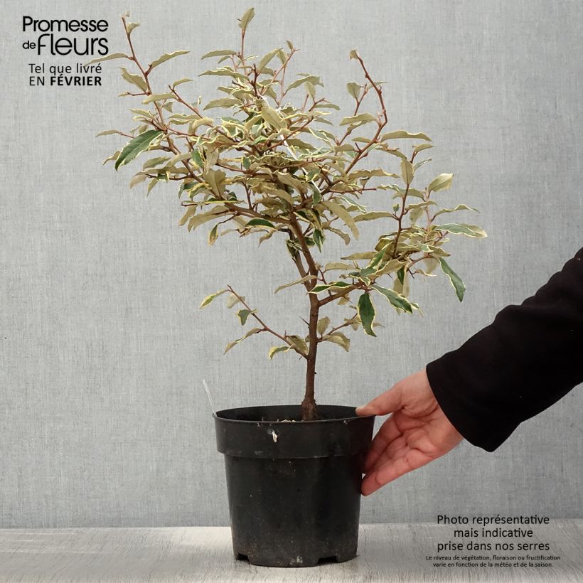 Example of Elaeagnus pungens Hosuba Fukurin - Chalef panaché Pot van 3 l/4 l as you get in hiver