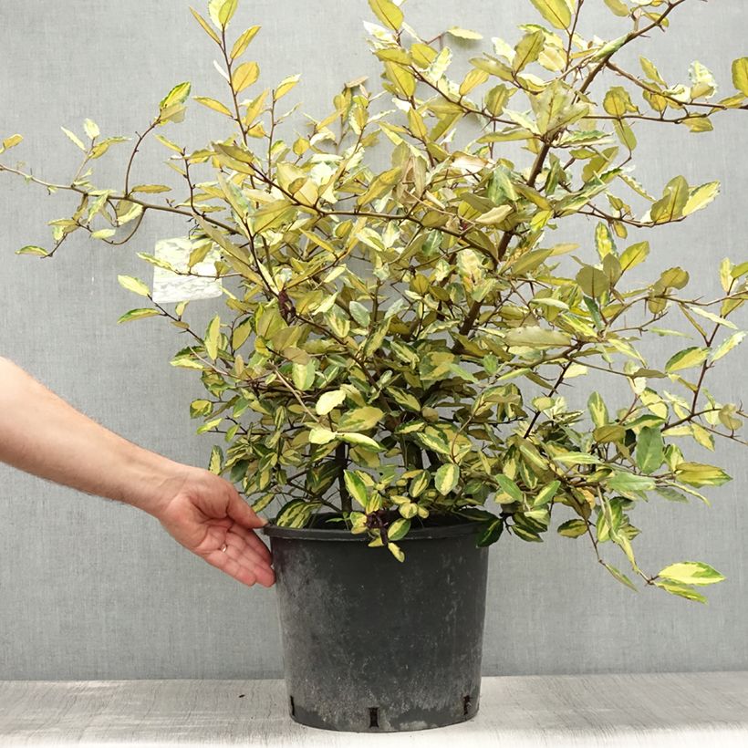 Exemplaar van Elaeagnus pungens Maculata - Chalef panaché Pot de 7,5L/10L zoals geleverd in de zomer