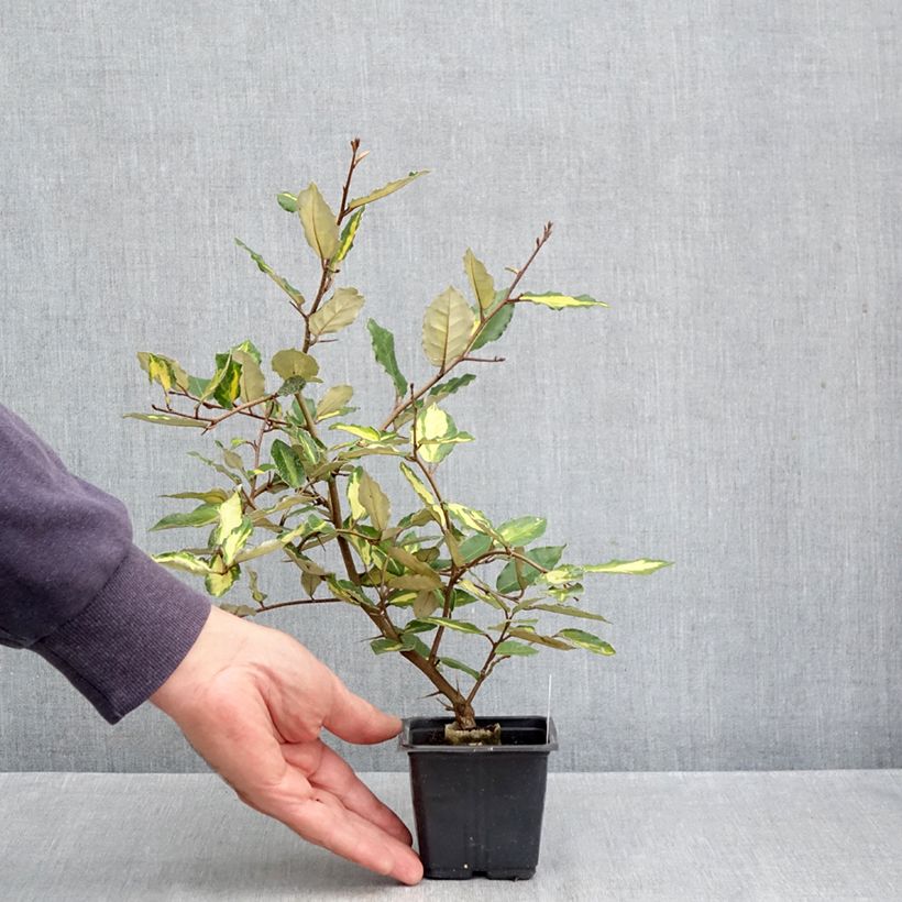 Exemplaar van Elaeagnus pungens Maculata - Stekelige olijfwilg Kweekpotje van 8/9 cm zoals geleverd in de herfst