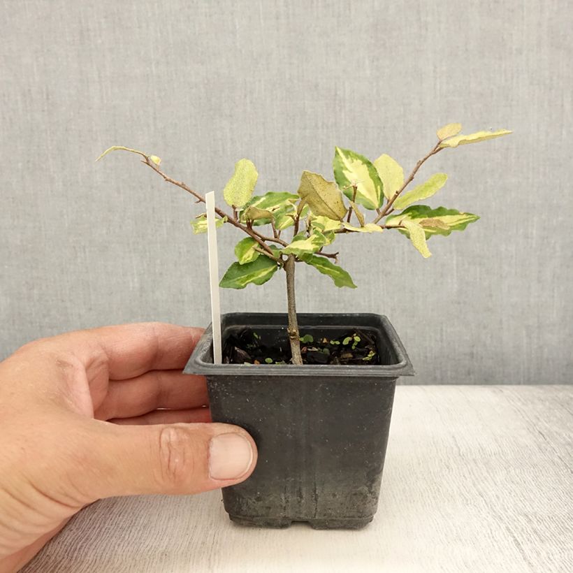 Exemplaar van Elaeagnus pungens Maculata - Chalef panaché Godet de 8/9 cm zoals geleverd in de zomer