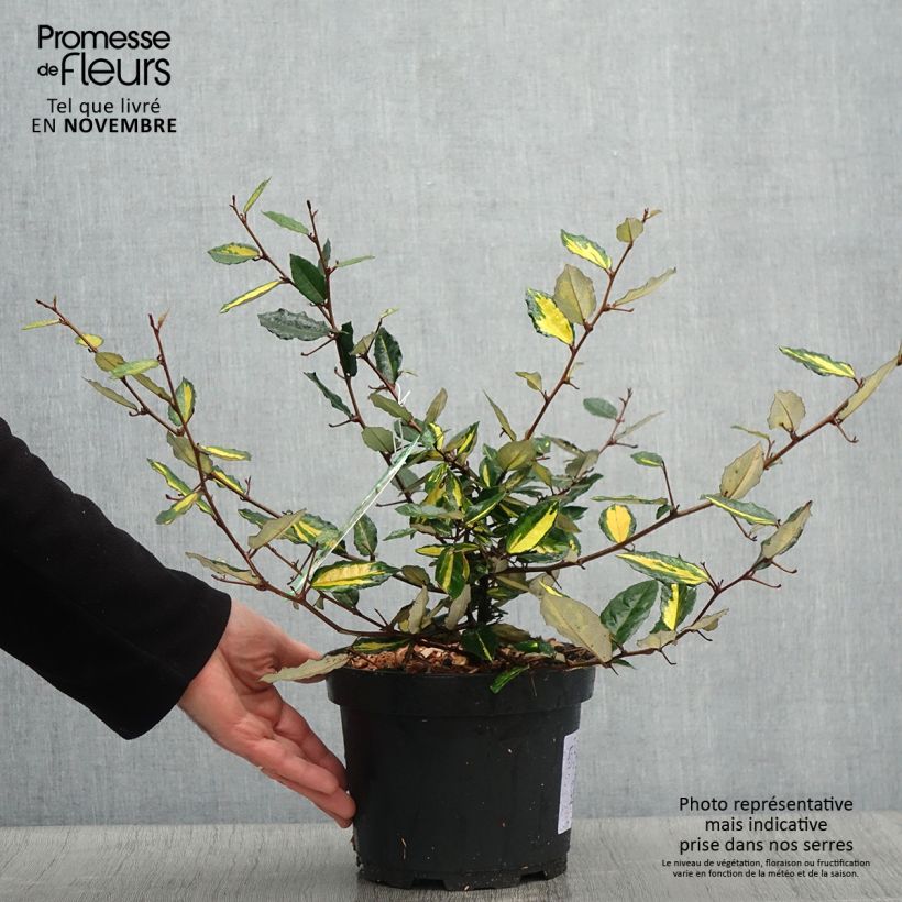 Exemplaar van Elaeagnus pungens Maculata - Stekelige olijfwilg Pot van 2 l/3 l zoals geleverd in de herfst