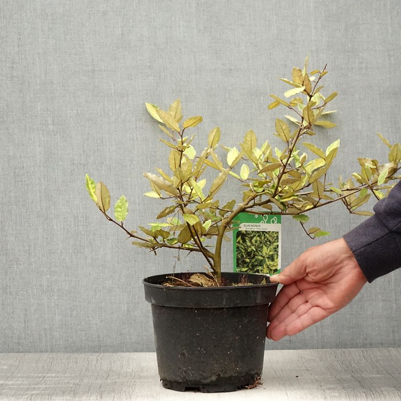 Exemplaar van Elaeagnus pungens Maculata - Chalef panaché Pot de 2L/3L zoals geleverd in de zomer