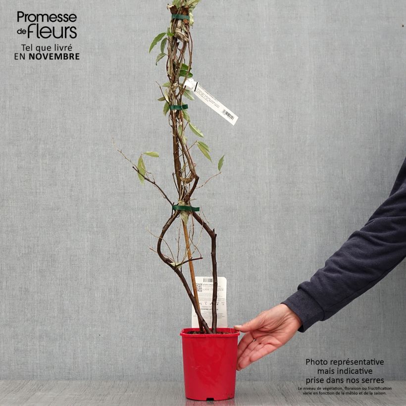 Exemplaar van Elaeagnus umbellata Amoroso - Olijfwilg Pot van 2 l/3 l zoals geleverd in de herfst