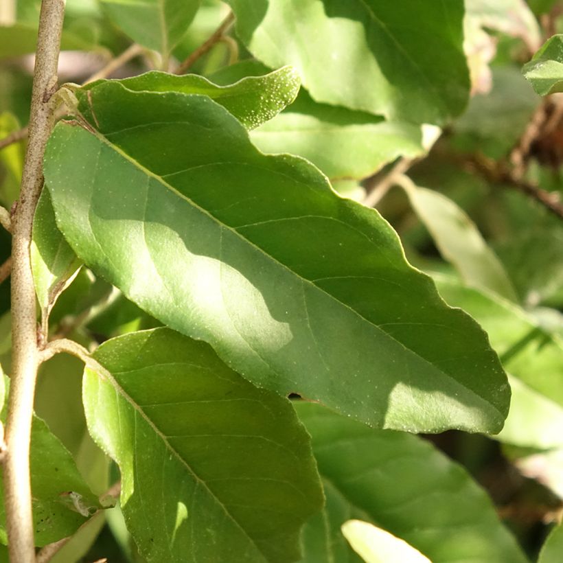 Elaeagnus umbellata Fortunella - Olijfwilg (Blad)