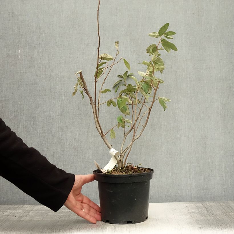 Exemplaar van Elaeagnus umbellata Pointilla® Sweet'N'Sour'® - Chalef d'automne à baies de goumi rouge Pot de 2L/3L zoals geleverd in de herfst