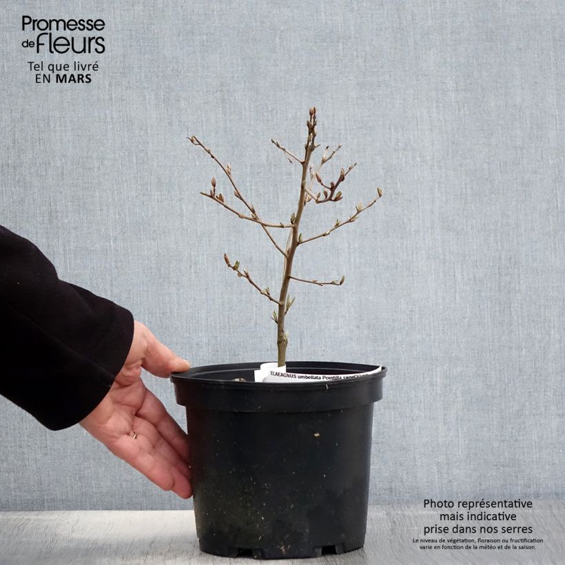 Exemplaar van Elaeagnus umbellata Pointilla Sweet'N'Sour - Olijfwilg Pot van 2 l/3 l zoals geleverd in de lente