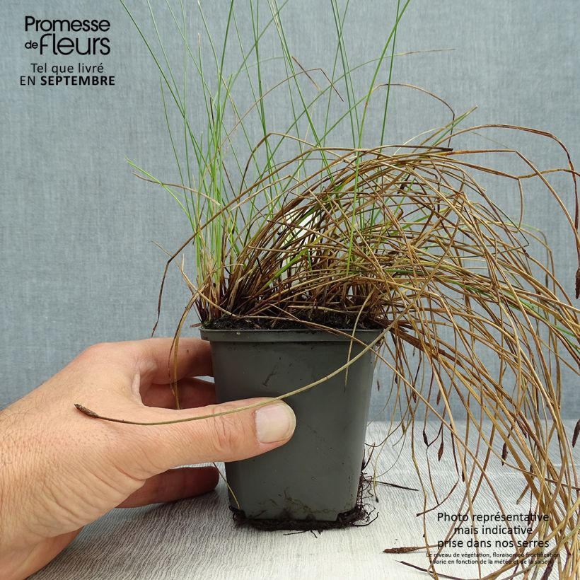 Exemplaar van Eleocharis palustris - Gewone waterbies Kweekpotje van 8/9 cm zoals geleverd in de herfst