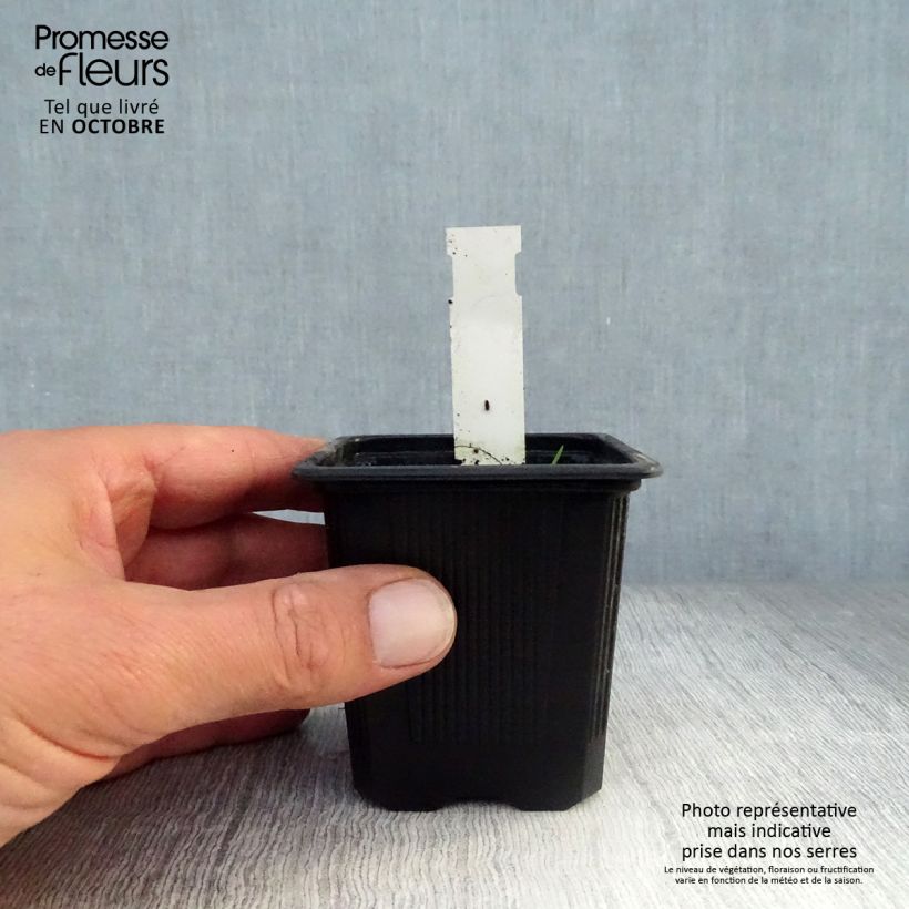 Exemplaar van Ellisiophyllum pinnatum Kweekpotje van 8/9 cm zoals geleverd in de herfst