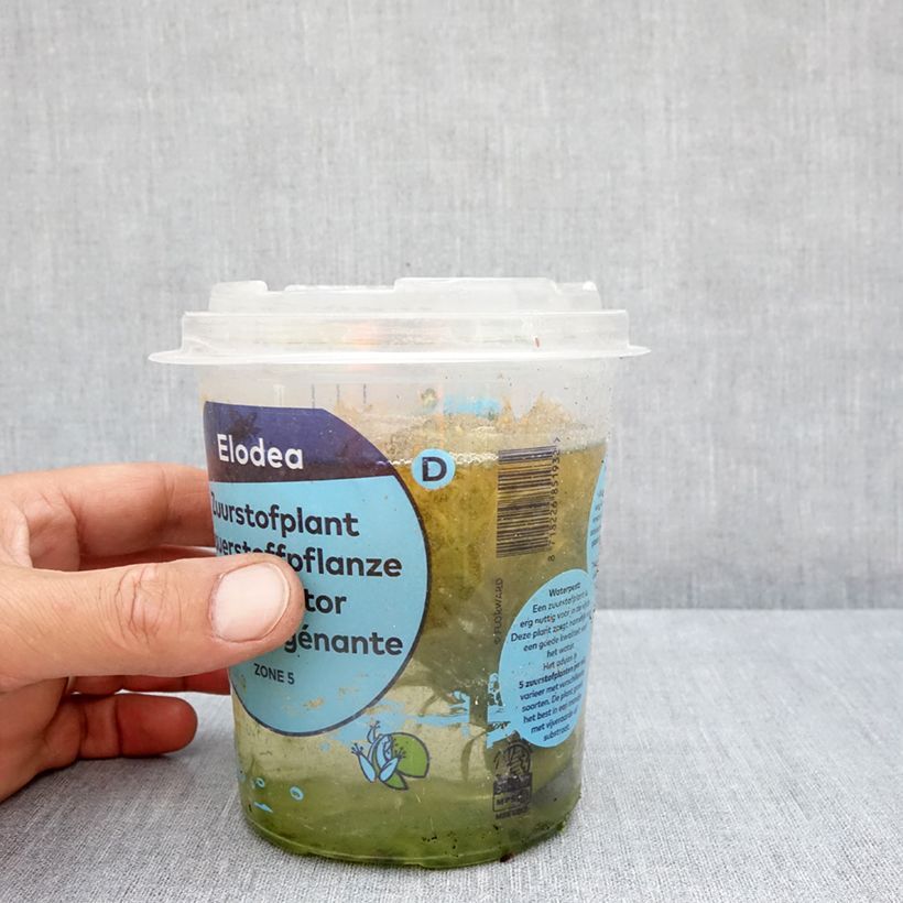 Exemplaar van Egeria densa - Waterpest Doos zoals geleverd in de zomer