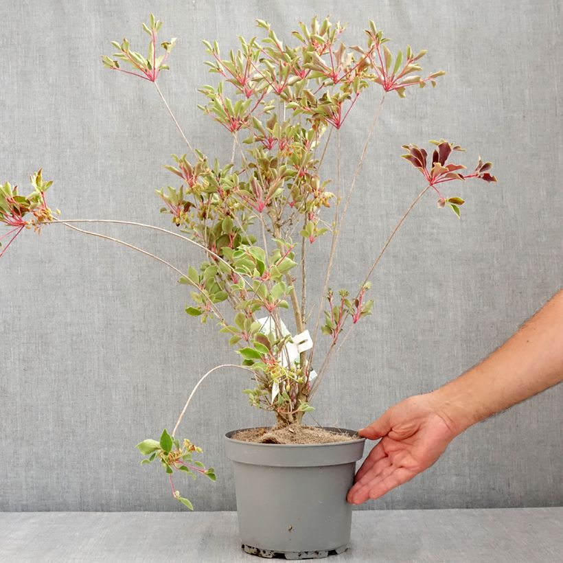 Exemplaar van Enkianthus campanulatus Prettycoat - Pronkklokje Pot van 2 l/3 l zoals geleverd in de zomer