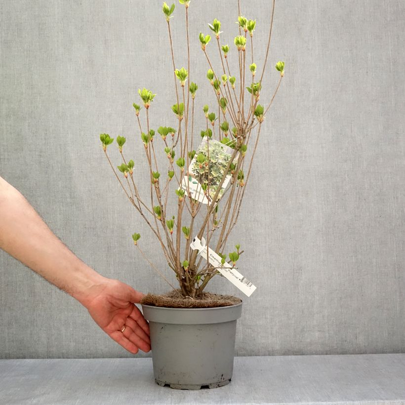 Exemplaar van Enkianthus campanulatus Prettycoat - Pronkklokje Pot van 2 l/3 l zoals geleverd in de lente