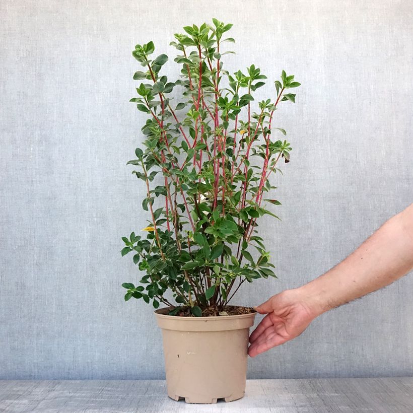 Exemplaar van Enkianthus campanulatus Red Bells - Pronkklokje Pot van 2 l/3 l zoals geleverd in de zomer