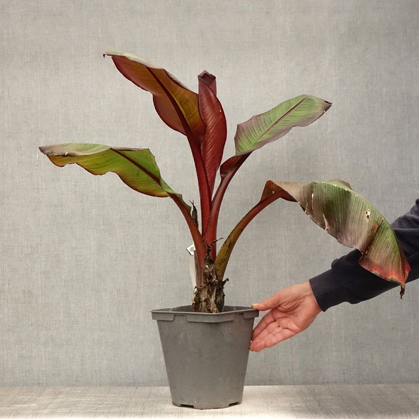 Exemplaar van Ensete ventricosum Maurelii - Ethiopische banaan Pot van 4 l/5 l zoals geleverd in de zomer
